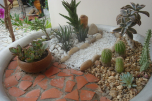 Jardim de Suculentas