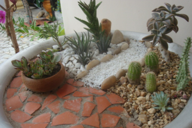 Jardim de Suculentas