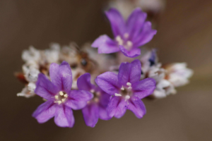 Plantas Raras e Exóticas