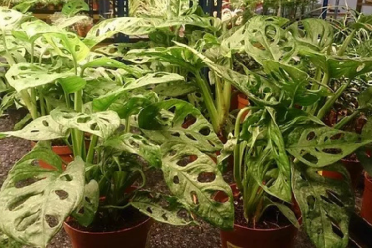 Vasos de Plantas Suspensos